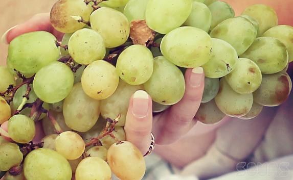 Подростки позарились на виноград в «Золотой балке»
